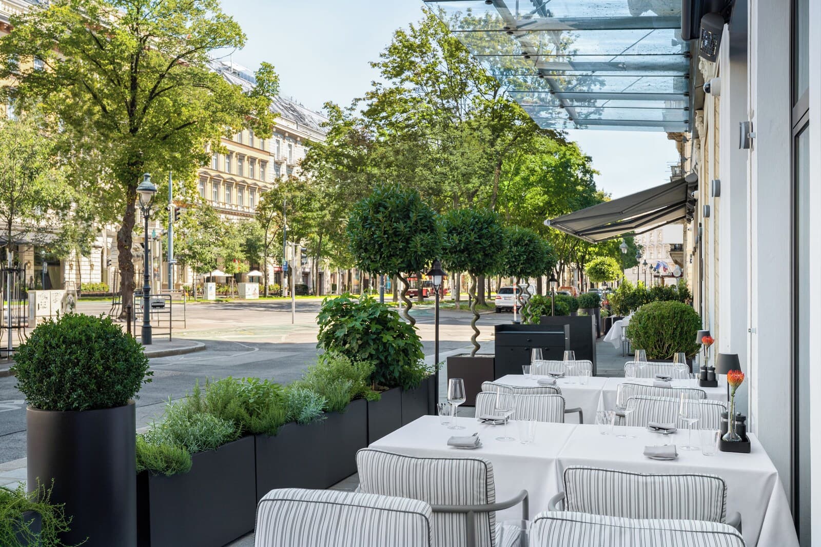 The Amauris Vienna